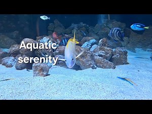 Calm Aquarium Scenes | Tropical Fish Swimming with Soothing Music
