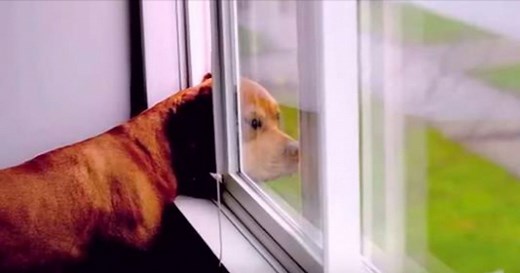 Man Writes Poem About Why 'God Made A Dog,' And It Has The Internet In Stitches