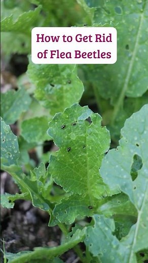 How to Identify and Get Rid of Flea Beetles #shorts #vegetablegardening #vegetablepests