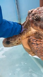 The Turtle Hospital on Instagram: "“Harlow” the Loggerhead Sea Turtle Update and Blood Test 🩸🐢 We are handling her very carefully because her body is so fragile. She’s debilitated and emaciated or very weak and thin, which is also why we haven’t removed those last barnacles yet. ❤️‍🩹 We have been doing blood tests every four hours since her intake due to her critically low blood glucose and PCV (packed cell volume) values. In this video, we are doing a blood glucose test using a blood glucose