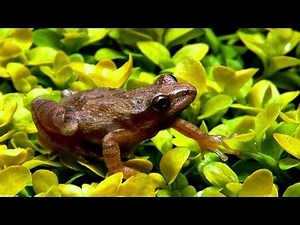 ❀ Spring Peepers - 1 Hour