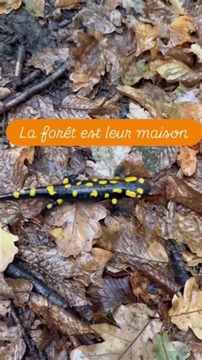 Forêts, animaux, biodiversité... le feu détruit tout !