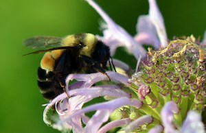 Hymenoptera | Definition, Bee, Ant, Wasp, Characteristics, Families, Life Cycle, Classification, & Facts | Britannica