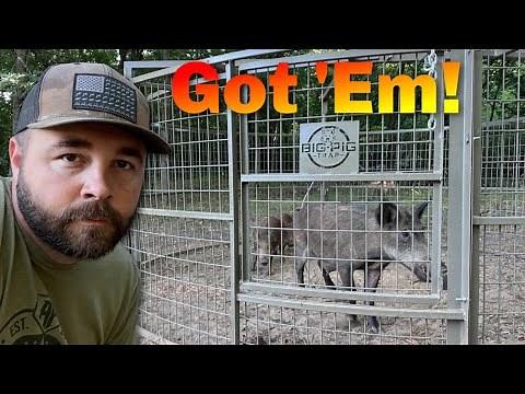 Wild Hog Trapping Success!