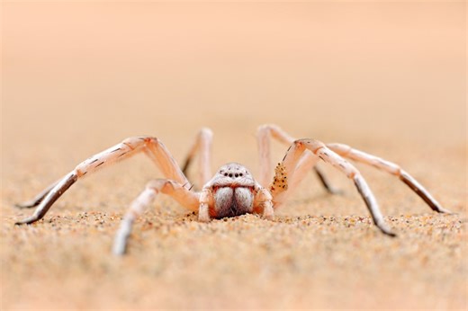 Wheel Spider Escapes Danger with Astonishing Cartwheel Maneuver