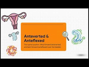 Anatomy of The Uterus