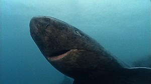 Catching A Killer: The Mystery Of Sable Island