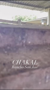 San José de mamita. | Tradición Brava Yucatán