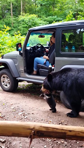 🐻👶😱 You Won't BELIEVE What This Bear Does With His Baby When Humans Walk By?! 🤯🌿🌿 🐻✨ Deep in the Southeast Asian jungle, travelers freeze as a massive bear walks toward them with his tiny cub — what happens next is pure heart-stopping compassion! 🌍💚 Instead of charging, this protective dad shows stunning trust and curiosity that melts every heart watching. 🤗🐾 Nature's most unbelievable mother-and-baby moment caught on camera! 🙏✨ #BearEncounter #SoutheastAsiaJungle #BearWithBaby #Wild