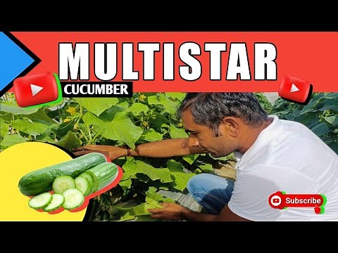 MULTISTAR: Seedless Cucumber 🥒 | Performance Review!!