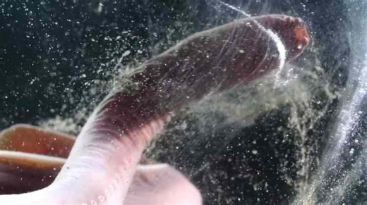 How Hagfish Use Slime to Suffocate Their Prey