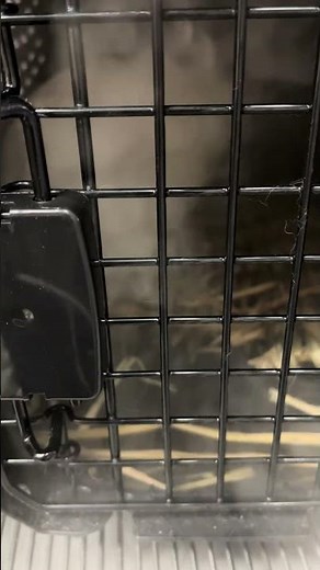 5. Treatment for Jasu the Netherland Dwarf: Inhalation Therapy and Oxygen Therapy