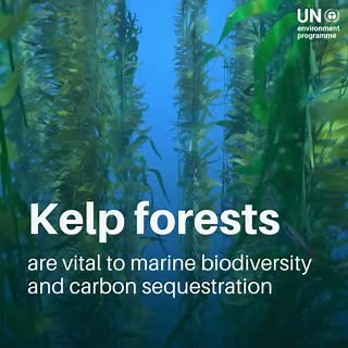 Like rainforests, kelp forests act as the ocean’s “lungs”, absorbing CO₂ and releasing oxygen. However, they’re under threat from overfishing, pollution, and changing ocean temperatures. This UNEP report examines their status and provides restoration guidance: https://www.unep.org/resources/report/blue-securing-sustainable-future-kelp-forests | UN Environment Programme