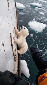 6.8M views · 106K reactions | Sauvetage d'un ourson polaire | Des idées pour la vie | Facebook