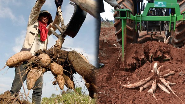 How Farmers Harvest Millions of Tons of Cassava