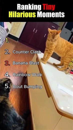 🤣 Ranking Tiny Hilarious Moments Ever! 😂 || #funnyshorts #tinyfunny ‪@RankMinty‬