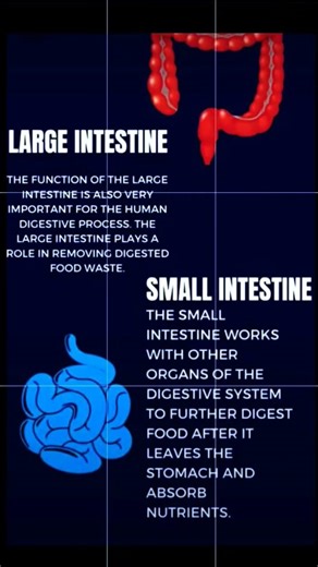 large intestine and small intestine difference between🤯🤔#anatomy #science #biology #shorts #trending