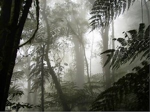 Parque Nacional Montana de Santa Barbara - Honduras