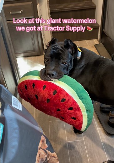 Cane Corso Puppy Plays with Giant Watermelon from Tractor Supply