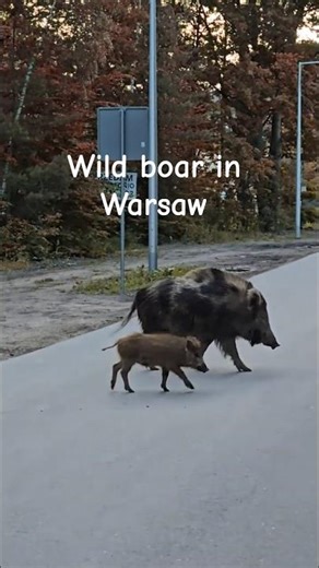 Loud wild boars in unique black and white cow pattern roaming #marki #Warsaw street #nature #poland