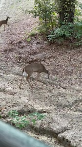 39K views · 475 reactions | Good morning from Georgia | Backwoods Life | Facebook