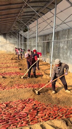 How to Grow Sweet Potatoes: A Countryside Life Journey