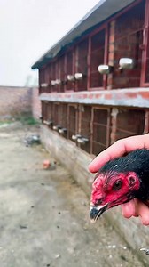 254K views · 12K reactions | Call & Whatsaapp - 03210001070 #FarmingHope #Aseel #murgha #Chicks #pets #kingshamo #AseelFight #MianwaliAseel #Eggs #Aseellover #parrotbeak #indianLongtail #ParrotBeakAseel #AseelSetup #kingAseel #birdsshelter #birdsshelterfarm #shamoworld #shamolovers #hen #rooster #murgha #egg #eggdeal #henhatching #chickshatching #dragonAseel #thaiaseel #Thaiaseelmurgha #rooster #dragonAseel #Instagram #facebook | Farming Hope | Facebook