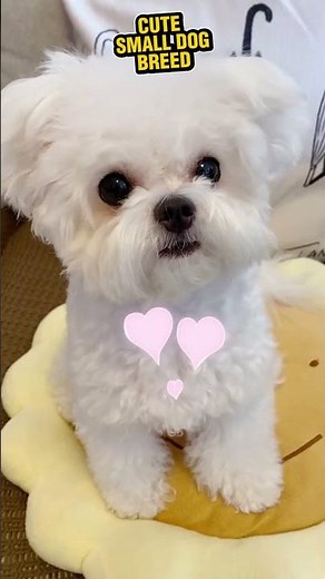 Top 5 Low Maintenance BREEDS That Will Steal Your Heart 💖🐾