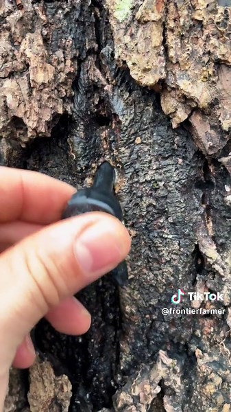 frontierfarmer on TikTok