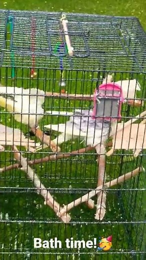 Max and Ruby taking a bath!