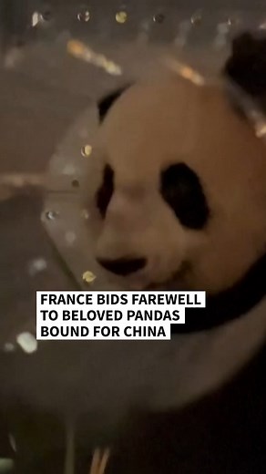 Two pandas at a zoo in central France are on their way back to China, after the female was diagnosed with kidney failure. Huan Huan and her partner Yuan Zi arrived at the Beauval Zoo in 2012 as part of China's "panda diplomacy" programme, which sees the black-and-white bears dispatched across the globe as soft-power ambassadors. The two pandas, both 17, were meant to stay in France until January 2027, but will now return to China to live out their retirement at the Chengdu panda sanctuary. 🎥 Gu