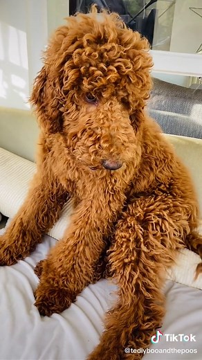 Tedley loves being brushed #doggroomer #dogbrush #doglover #standardpoodle #reddog #bigreddog #curleyhair #curleydog #cutedogs #cutestteddybear #tedley #brushthedog #snooboos #dogshampoo