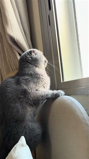 POV: Why Do Cats Make This Sound?? 😭🐱