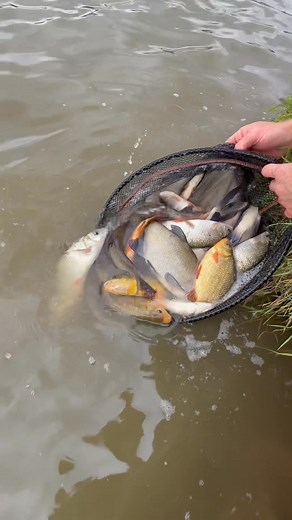 LOVED going to Springvale Fishing Lakes for this latest Fishing Gurus Chapter! 🎥🎣 What a place, and what a fantastic venue to do some winter silverfish fishing for all kinds of different fish! 👌🏼 Hope you enjoy the latest drop, it’s over on Tackle Guru TV! 📺 #fishing #teamguru #matchfishing | Matt Godfrey Fishing