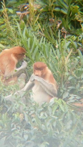 Two proboscis monkeys beside the house were caught on camera happily eating together. #wildlifelife #wildlifephotography #winter #monkey #documentary #proboscismonkey #reelsviral #viralreelschallenge #movieclips #animallovers #bekantan | Proboscis Diaries