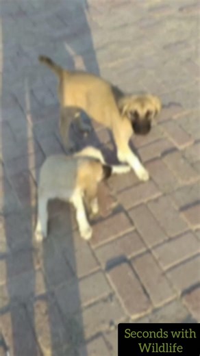 Transformation of Kangal Dog form Puppy To Strong Guardian #shorts #shortsfeed #DogLovers #PetLovers