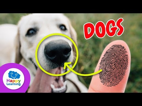 Top 5 CURIOSITIES ABOUT DOGS | Educational Videos for Children- Happy Learning