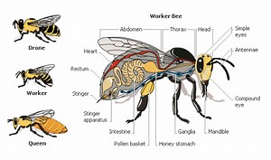 Honey Bee Biology