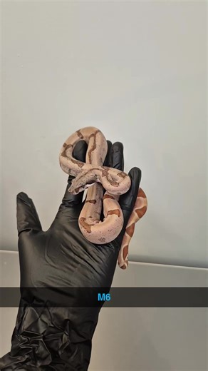 Molly baby 🤩✈️📩 #sale #sendmessage #justask #foryou #hypo jungle het sharp albino 1.0