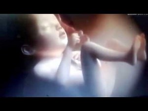 Video clip quá trình phát triển em bé trong bụng mẹ