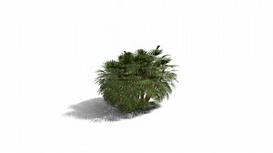 Realistic HD Bamboo palm (23/30) - Download Free 3D model by PlantCatalog