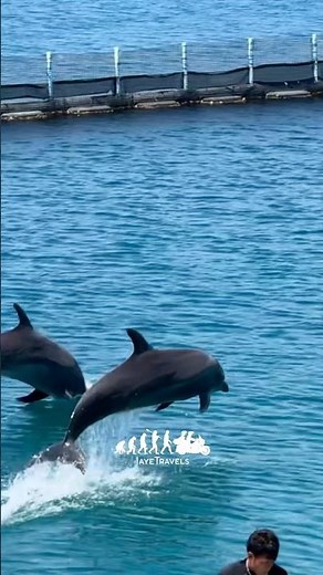 Ocean Adventure in Subic bay: Get to see Dolphins up close!
