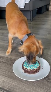 Happy HALF Birthday Rigby! We love celebrating dogs' half birthdays... they don't live as long as humans so they should be celebreated more often! We hope you loved your cake Rigby! @rigby.smalls | The Dog Bakery