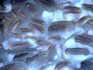 What are gas hydrates? - NOAA Ocean Exploration