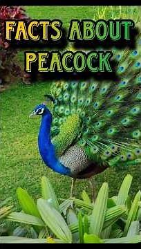 Discover All You Need to Know About Peacocks