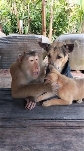 Perfect video SokYaa,OG, Pao & Mom Are Famous Around The World #shorts