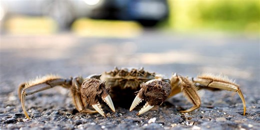 Illegal invasive crab species found in Oregon river, causing concern among wildlife biologists