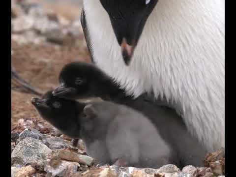 Two baby Adelie penguins cubs fighting for their survival