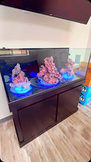 Magnetic RC rotating led coral display prototypes #tankmatez #rcledcoraldisplay #corals #reefaquarium #reeftank #saltwateraquarium #marineaquarium #liverock #aquadecor #aquariums #reefaquariums | TankMatez.com