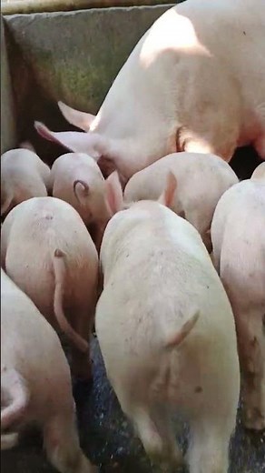 British landrace pig farming,
